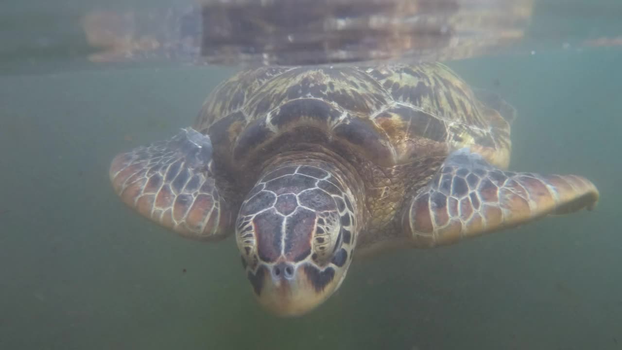 非洲桑给巴尔，巴拉卡自然水族馆，巨大的海龟在水下游泳视频下载