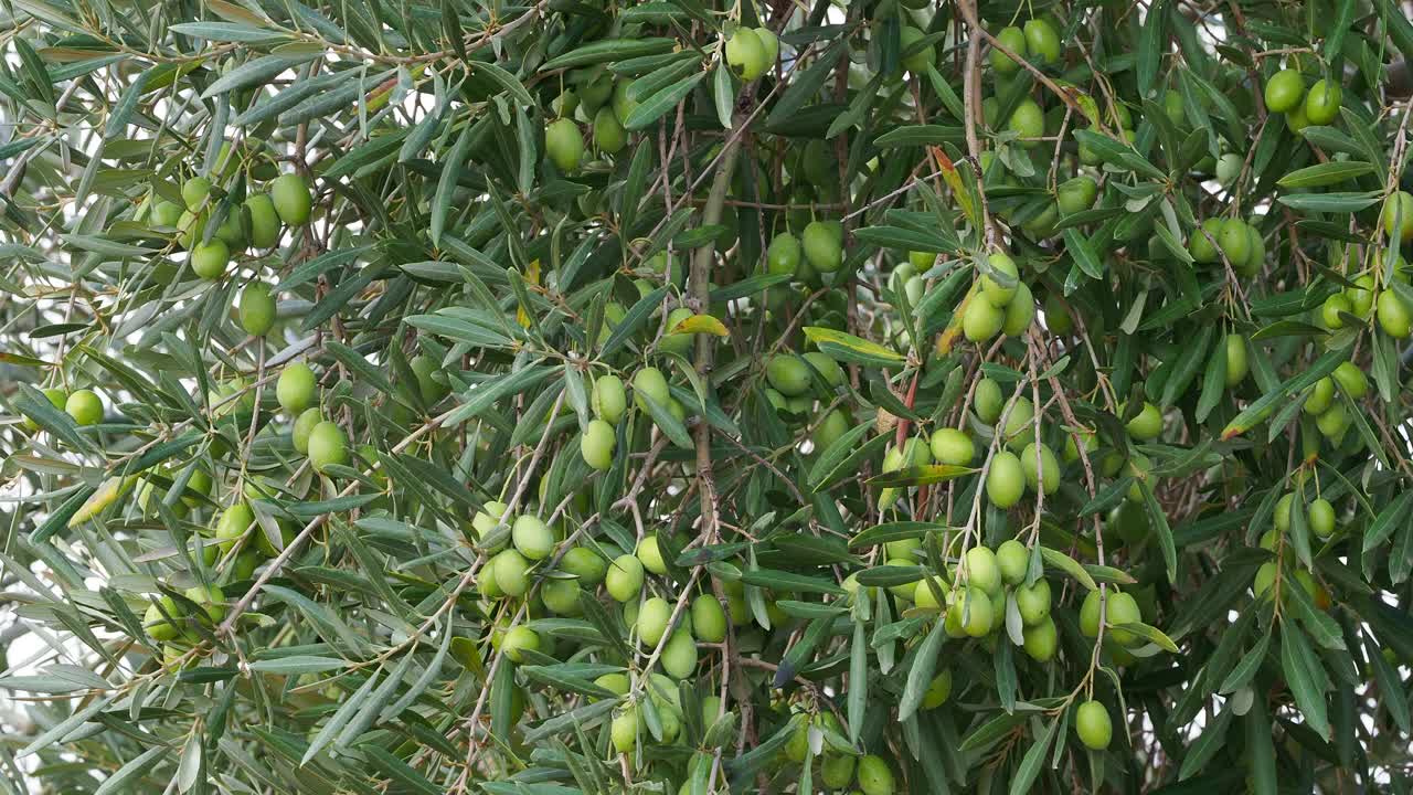 田野里橄榄树的树枝上长着绿色的橄榄。视频下载