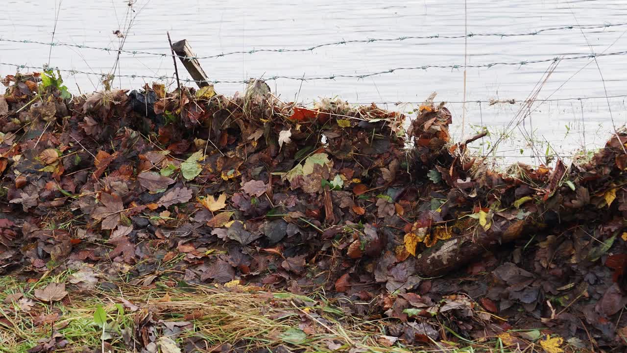 在英国的安布尔赛德，当罗赛河在暴雨后被洪水淹没时，树叶被冲到了栅栏上。视频下载