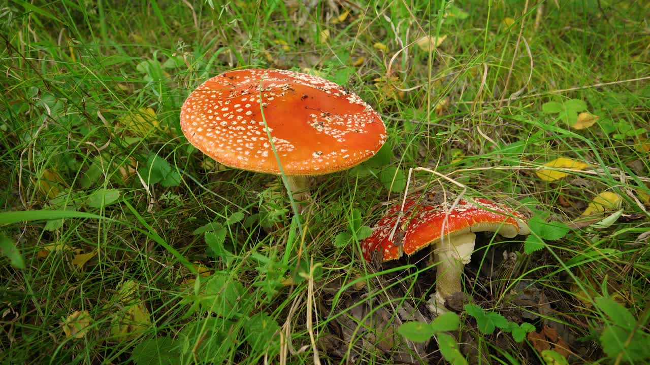 蘑菇红蝇黑木耳毒鹅膏菌在森林自然环境中生长在草地上视频素材