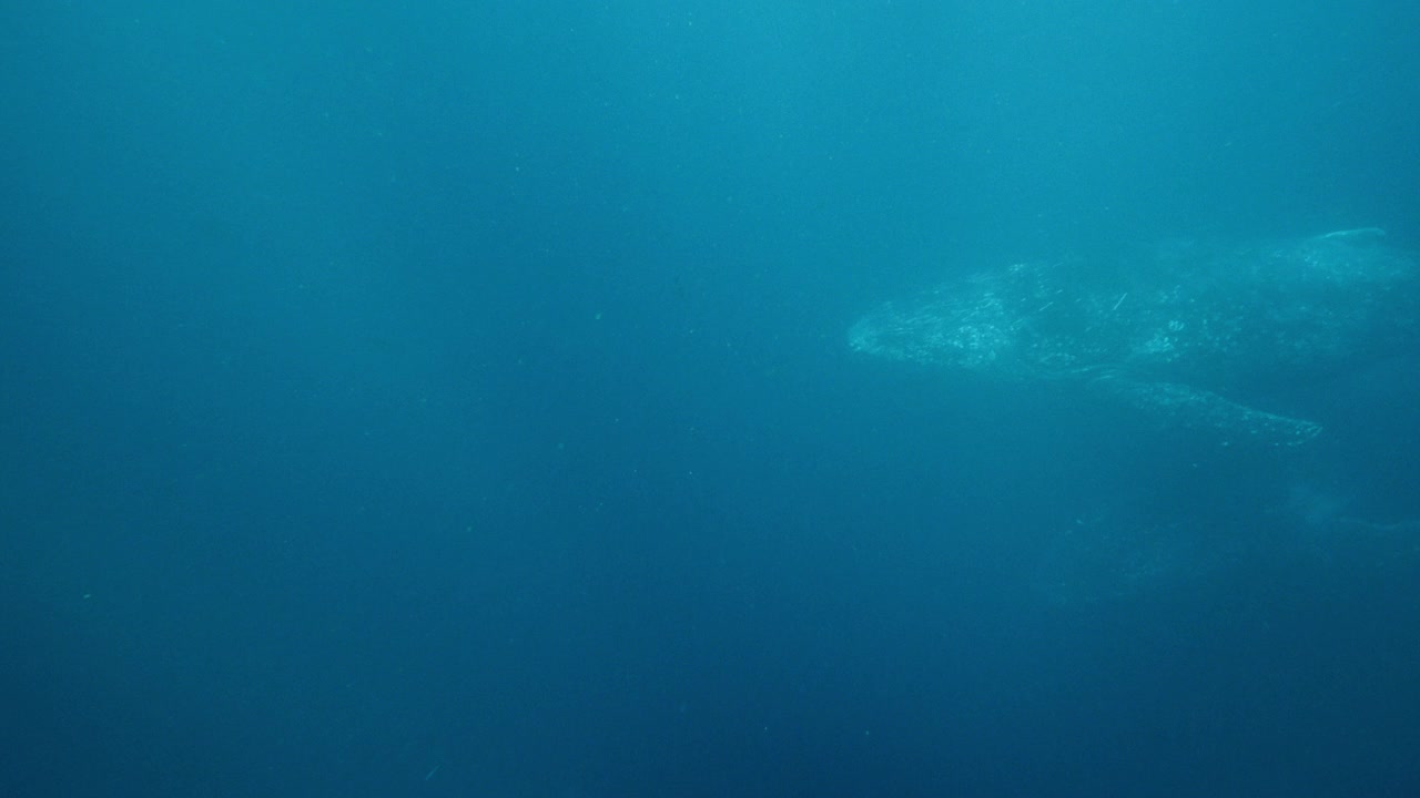 座头鲸在水下视频下载