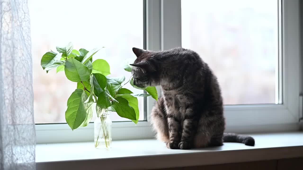 一只可爱的虎斑猫在窗台上探索着家里的植物视频下载