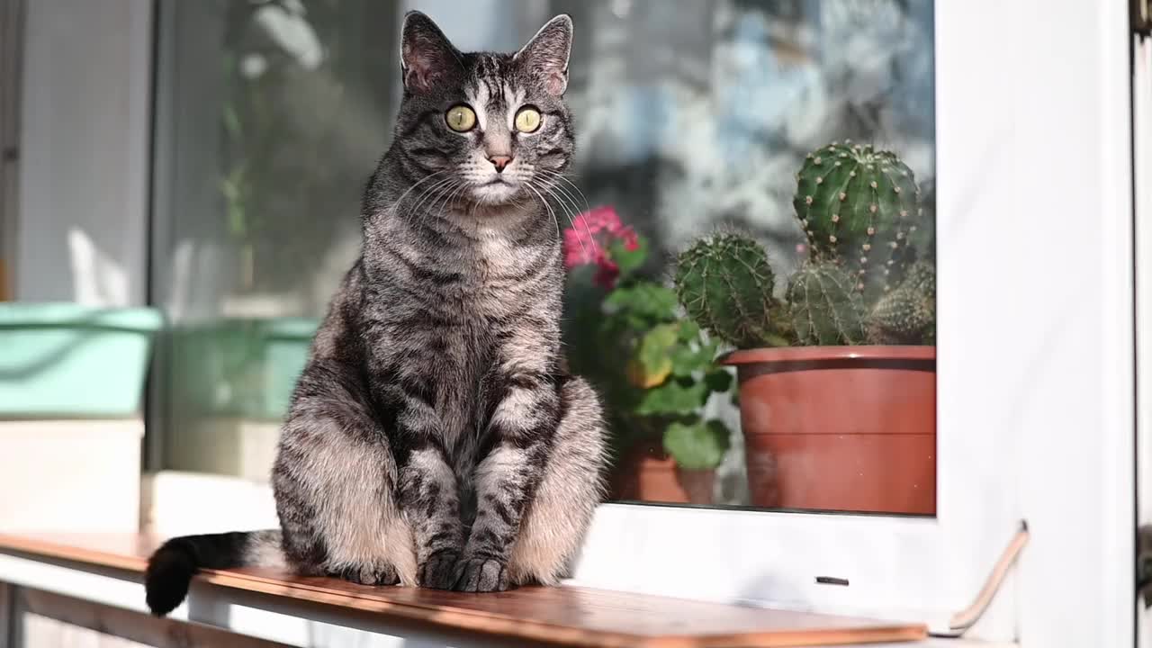 一只可爱的虎斑猫好奇地四处张望视频下载