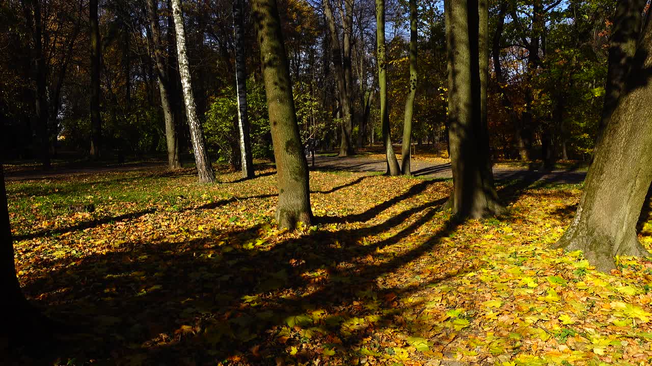 树叶落在秋天的公园里。视频素材