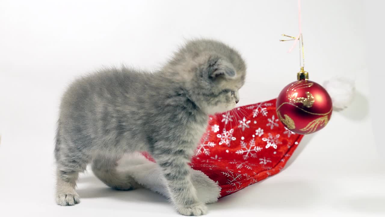 有趣的小灰褶苏格兰小猫小猫在白色的背景上玩耍，圣诞装饰的背景上有一个圣诞球。视频素材