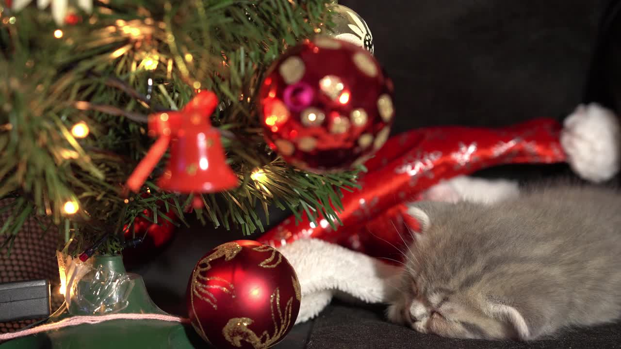 有趣的小灰褶苏格兰小猫小猫睡在黑色的背景上，圣诞装饰的背景上有一个圣诞球。视频素材