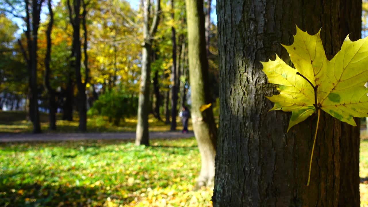秋天公园里的枫叶。视频素材