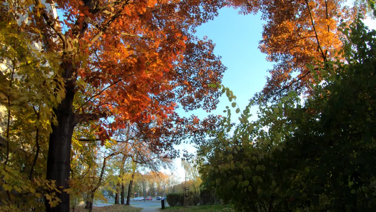 秋天树上五颜六色的叶子视频下载