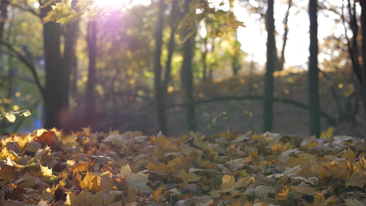 秋天树叶从树上落下来视频下载