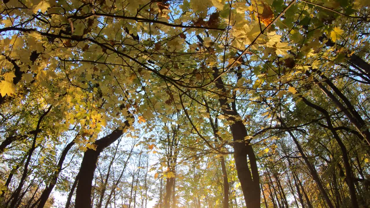 公园里的树木在日落前呈现出秋天的色彩视频下载