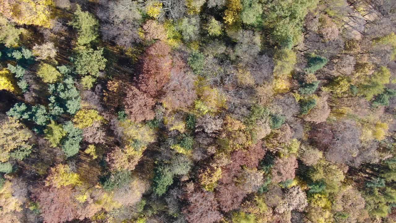 鸟瞰秋天森林里五颜六色的树木视频下载