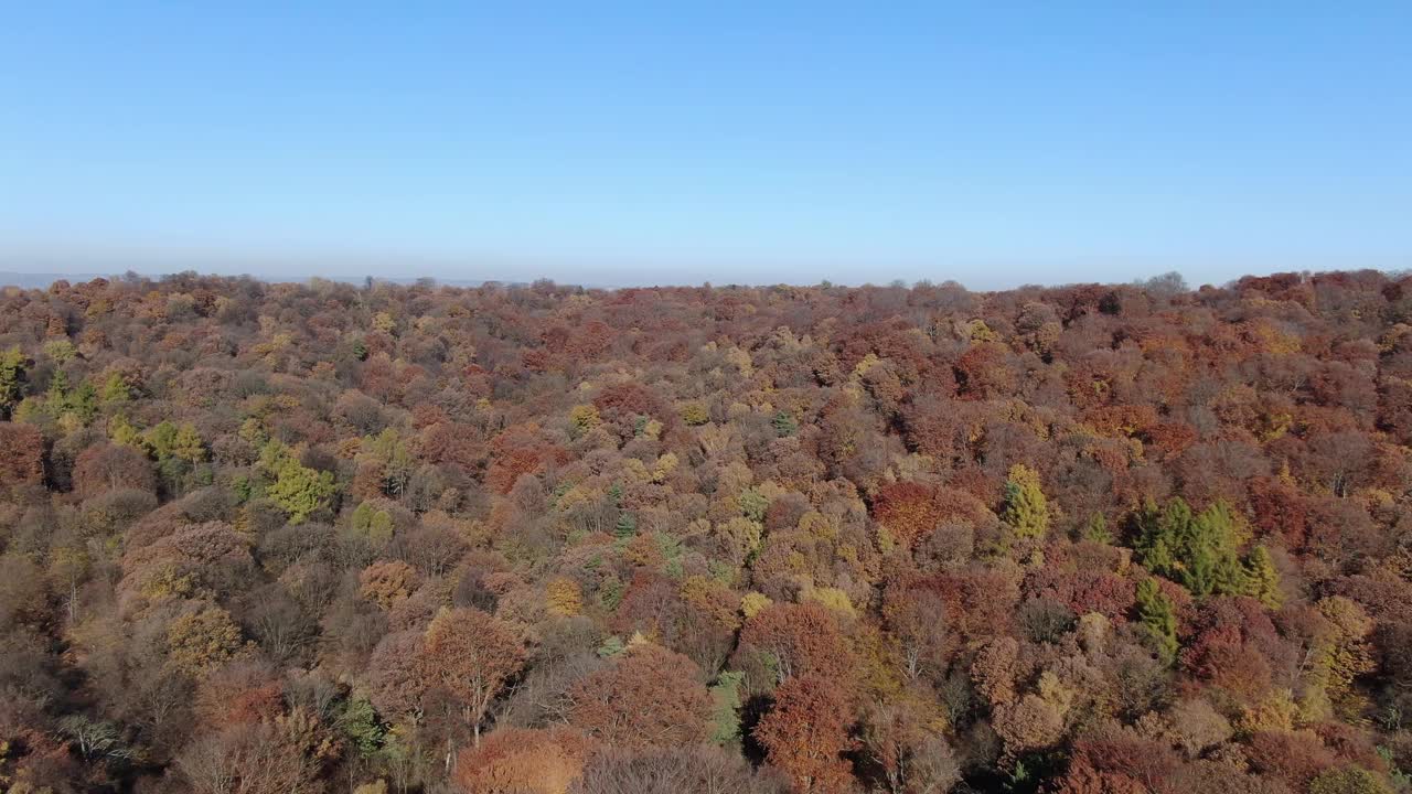 秋天森林里五颜六色的树木，空中拍摄视频下载