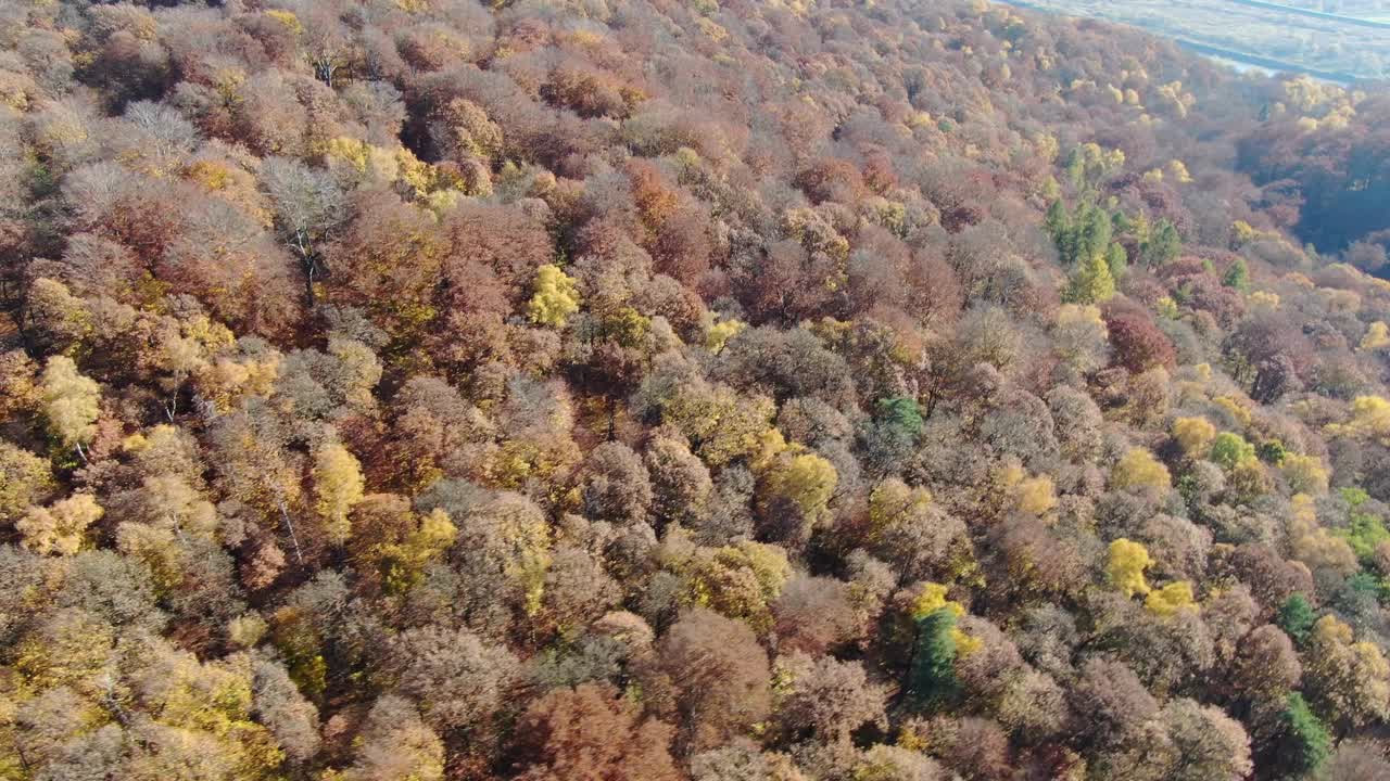 秋天里，在树木繁茂的森林上空盘旋视频下载