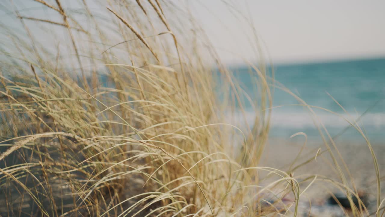 意大利撒丁岛海滩上随风飞舞的草。视频素材