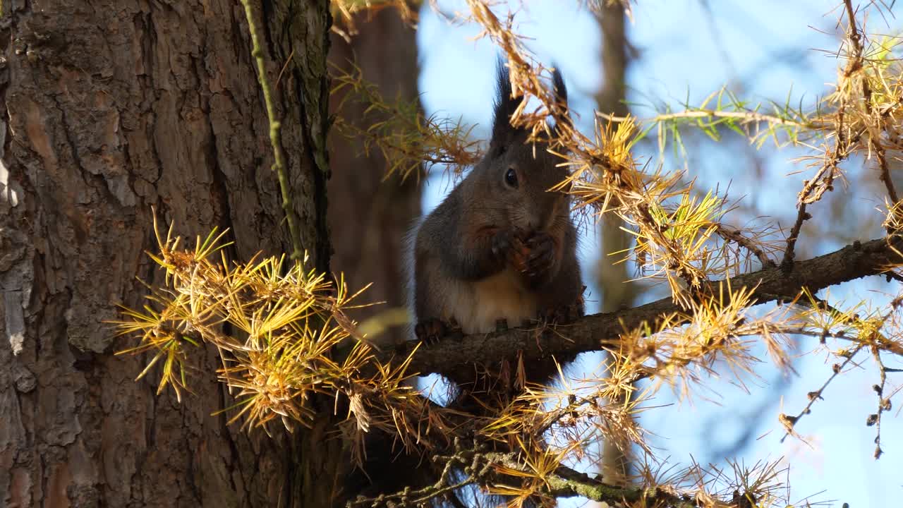 东部灰松鼠在树上吃榛子视频下载