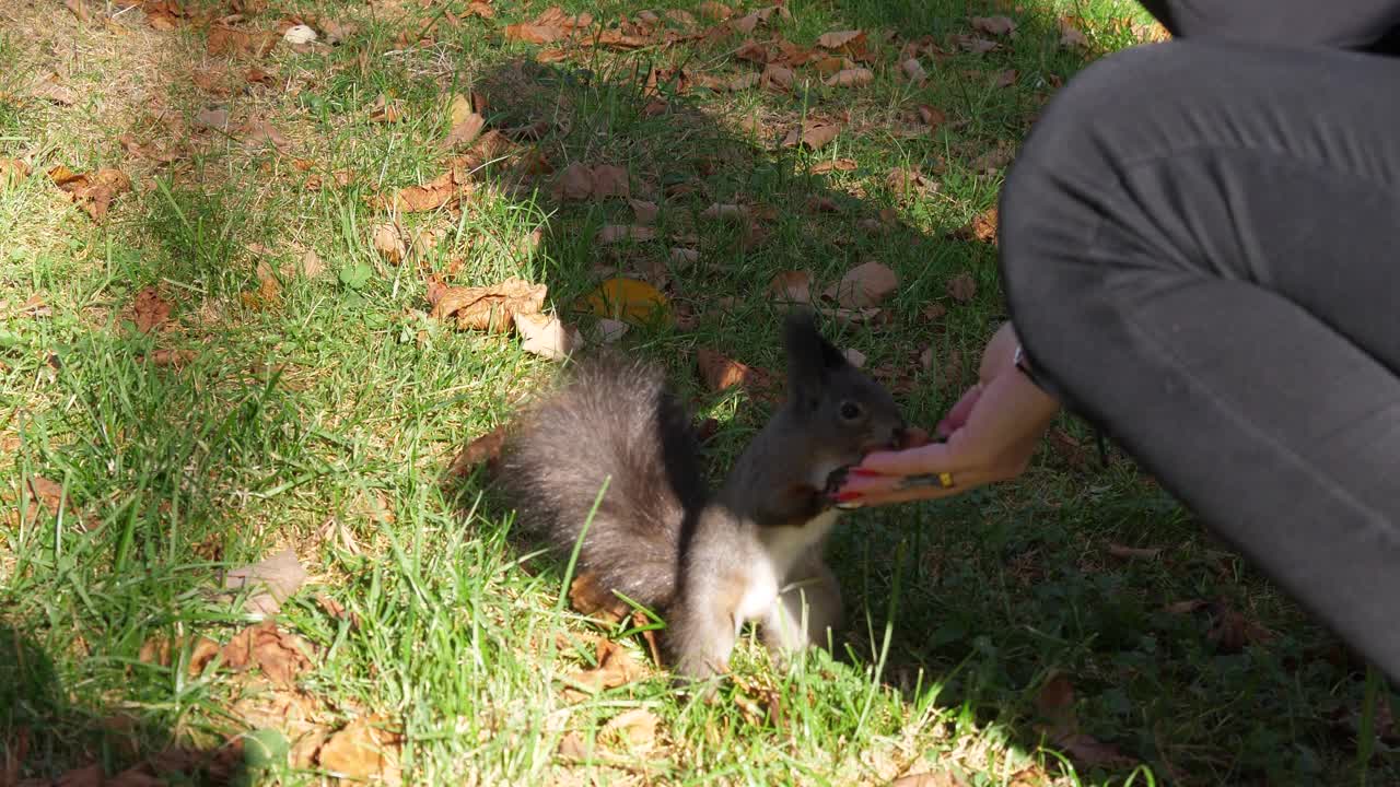 一位妇女正在给一只东部灰松鼠吃榛子视频下载