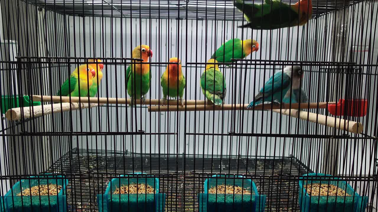 费舍尔的爱鸟爱鸟鹦鹉在笼子里——阿加波尼斯视频下载