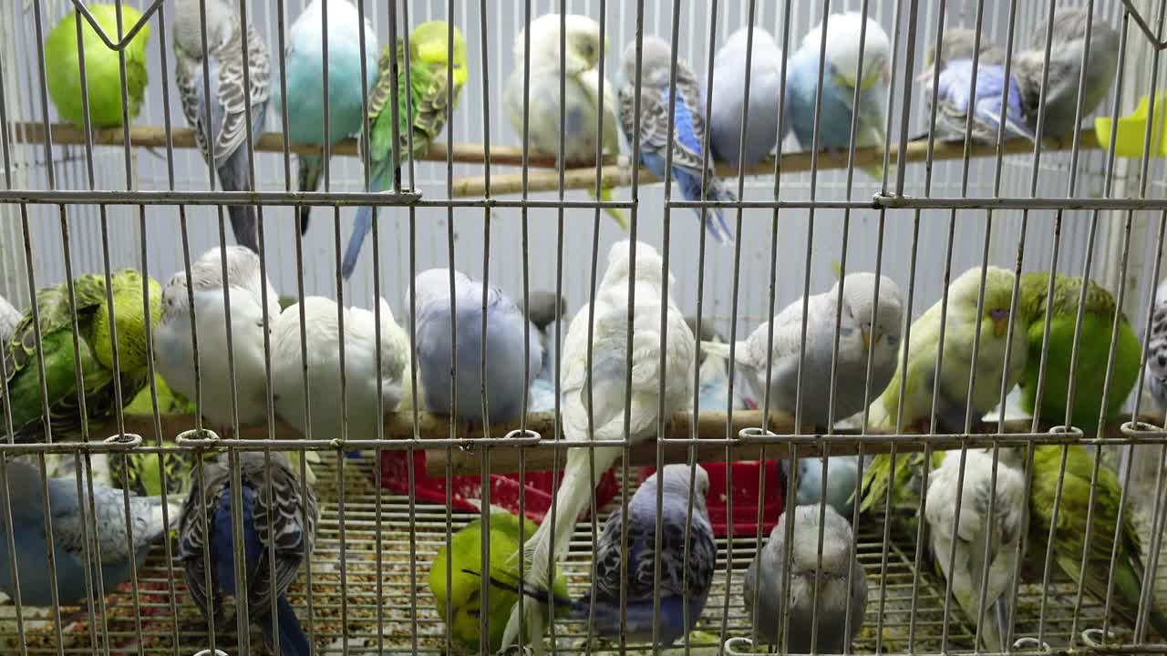 许多虎皮鹦鹉、长尾小鹦鹉在笼子里飞视频素材