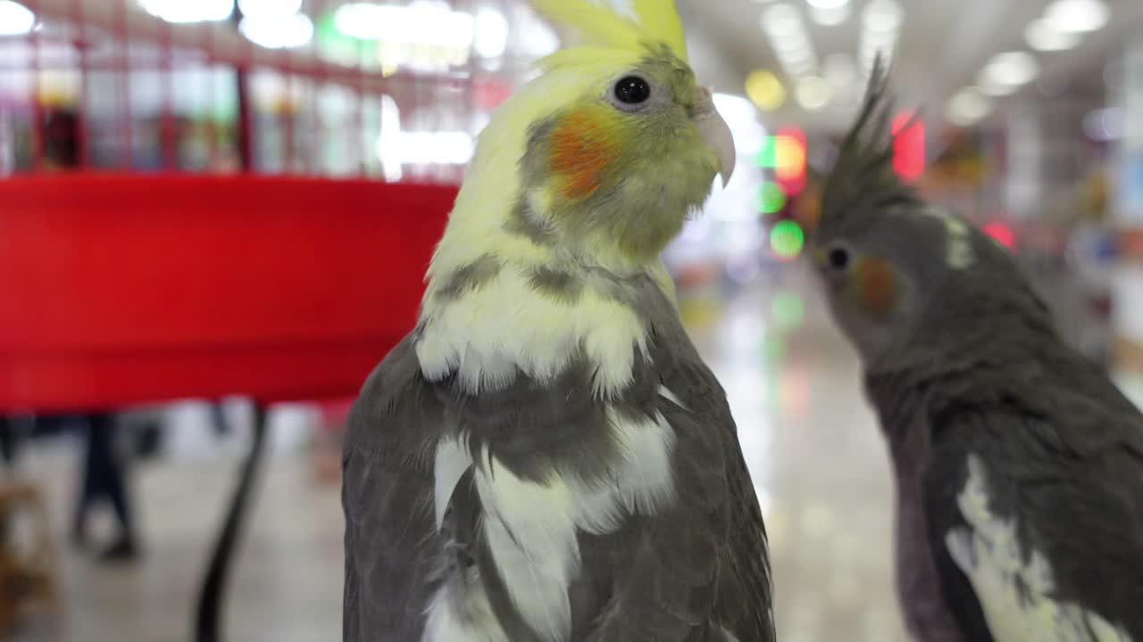灰色澳洲鹦鹉鹦鹉视频下载