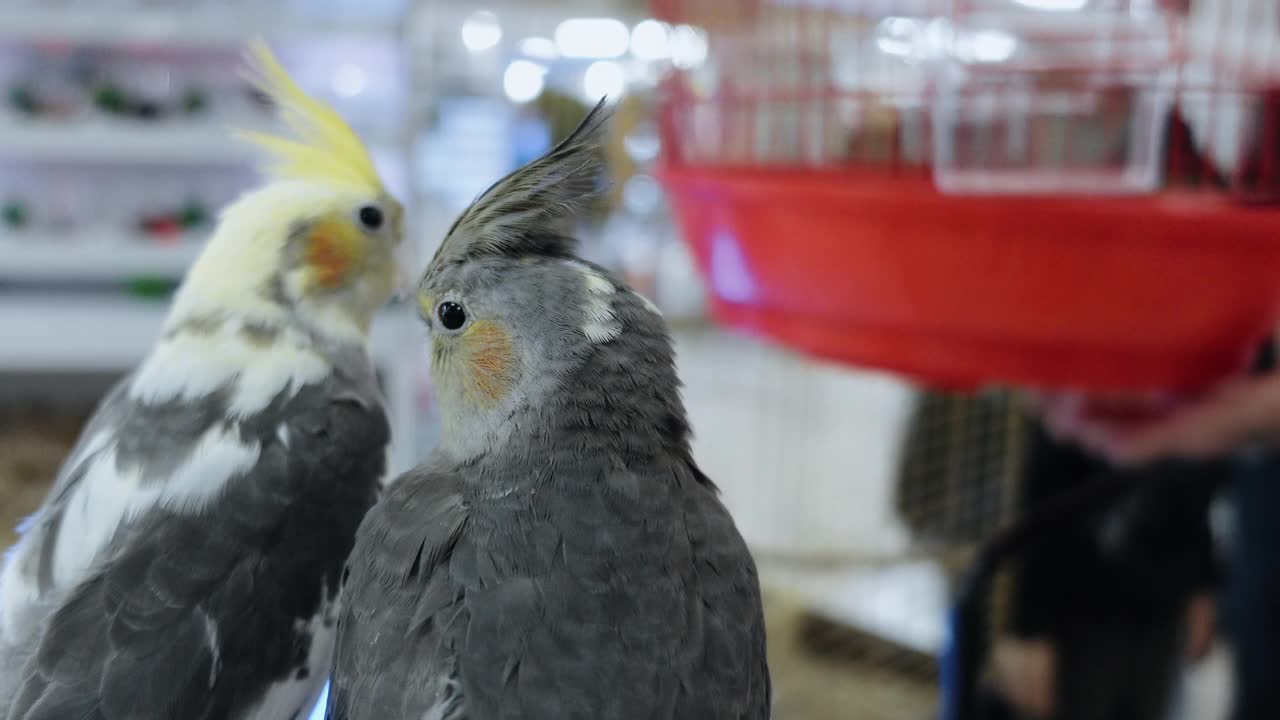 灰色澳洲鹦鹉鹦鹉视频下载
