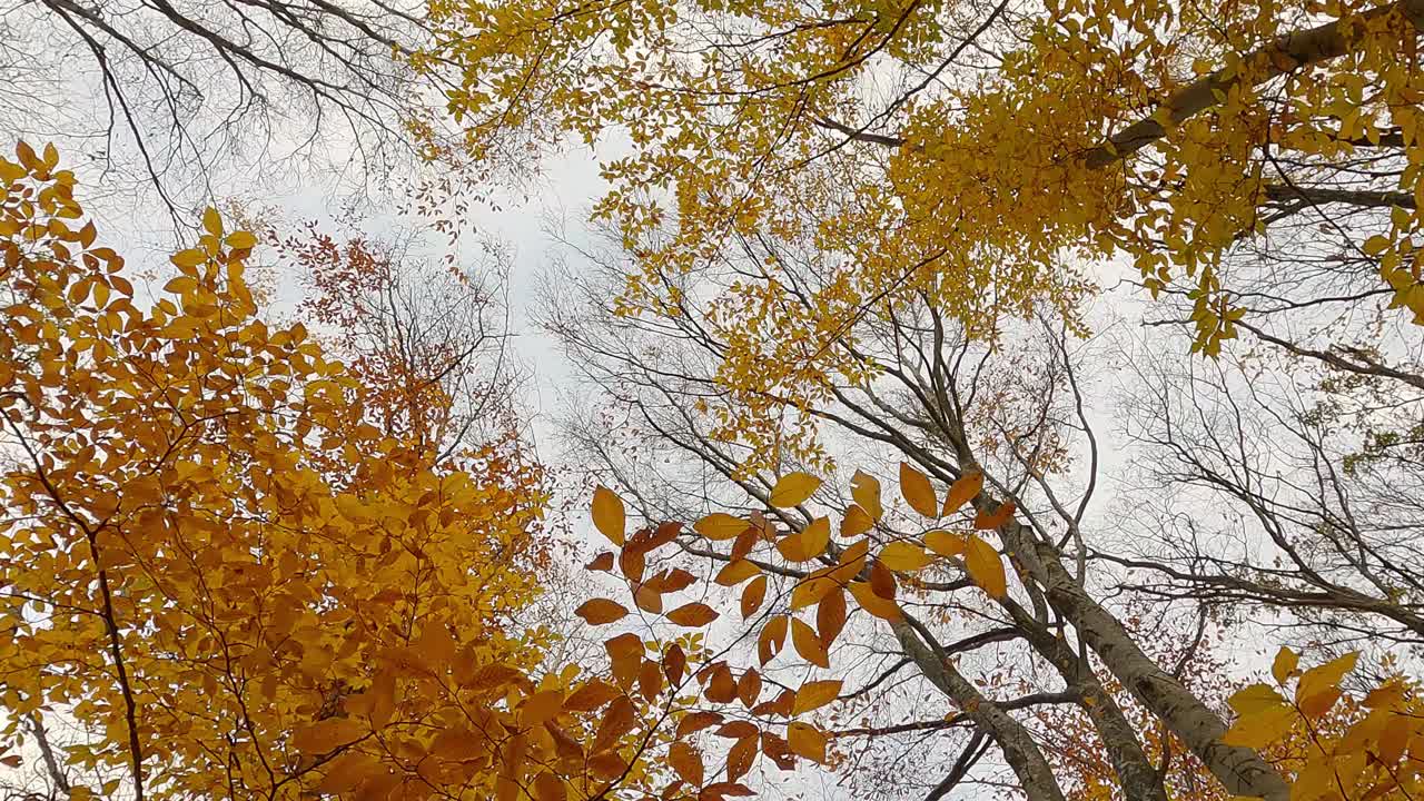 在赏叶季节，落叶乔木在秋季森林里长着黄色、橙色和红色的叶子，移动底部观看。视频素材
