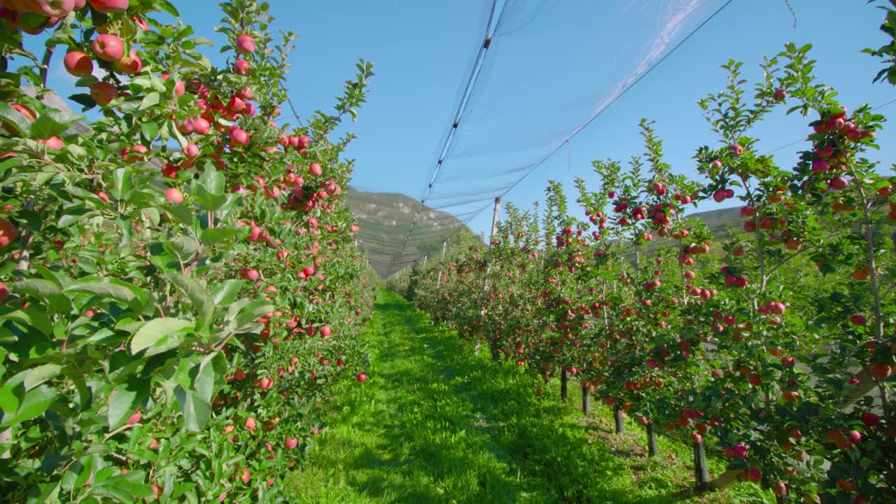 一排排树上挂着网的苹果种植园视频下载