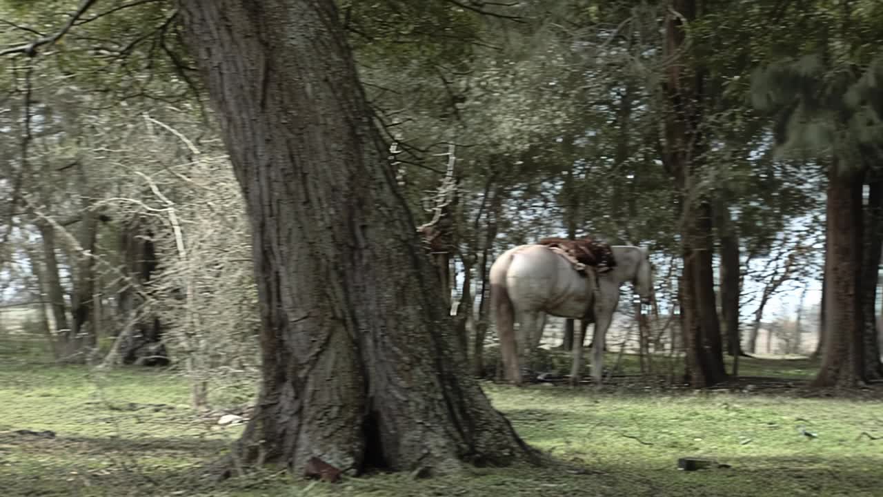 马被绑在树上在Madariaga将军，布宜诺斯艾利斯省，阿根廷。视频素材