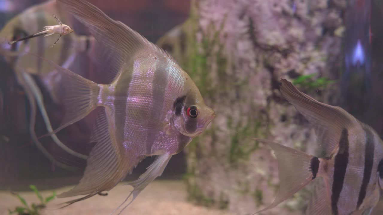 美丽的altum神仙鱼正与别人一起浮在水面上，合而为一。有小鱼粘在鱼缸表面，正在清洗玻璃。不同种类的水生生物。视频下载