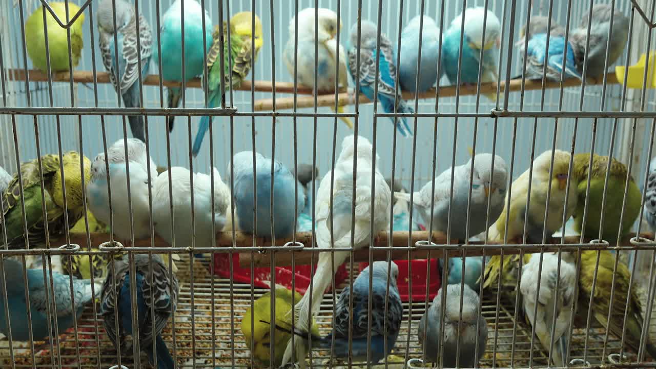 许多虎皮鹦鹉、长尾小鹦鹉在笼子里飞视频素材