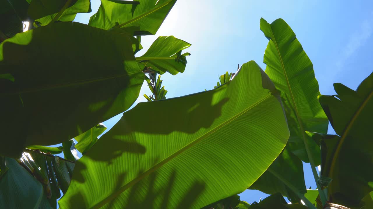 低角度的绿色芭蕉叶在风中吹向天空视频下载