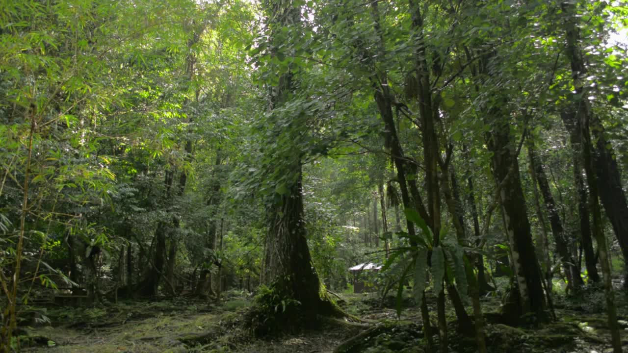 上午拍下寂静茂密的热带森林。在丛林中，阳光下的绿色、新鲜的林地风景。Phang Nga省。视频素材