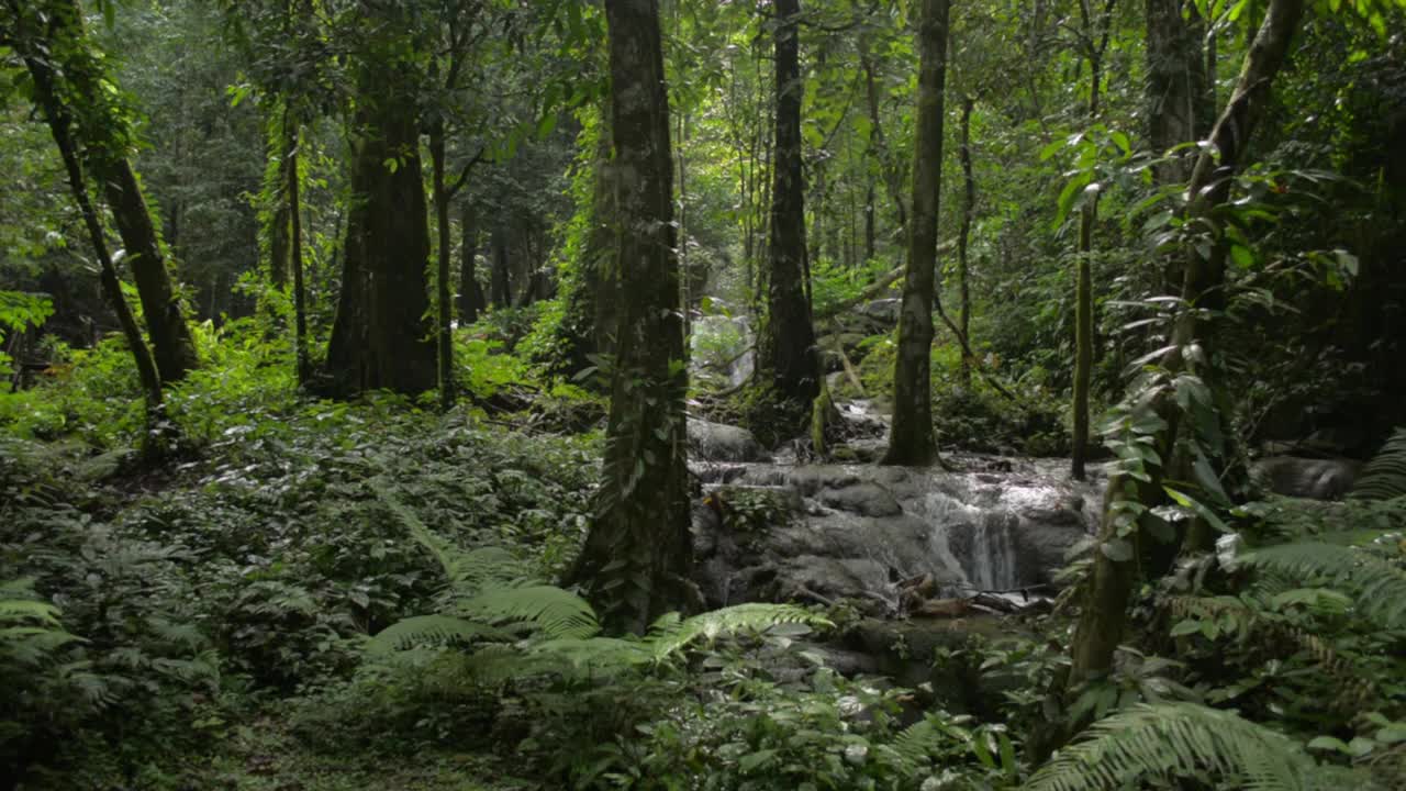 在泰国的雨季，摄影师拍下了大量郁郁葱葱的植物和流经森林岩石的小溪。热带雨林的户外野生环境。视频素材