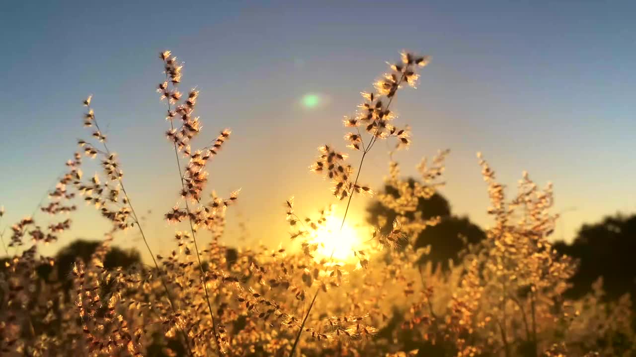 风中的软草迎着灼热的太阳视频下载