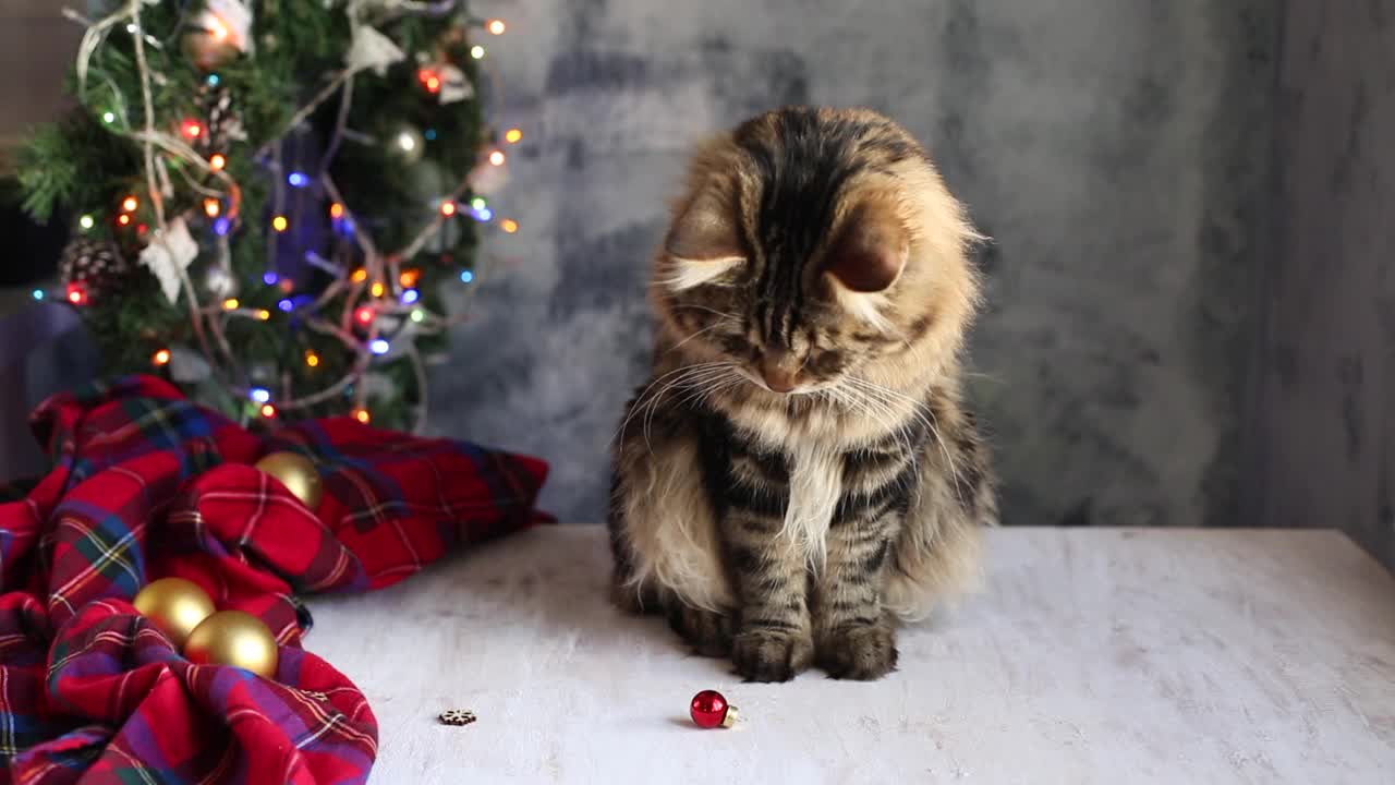 搞笑的猫在圣诞和新年的节日装饰。视频素材