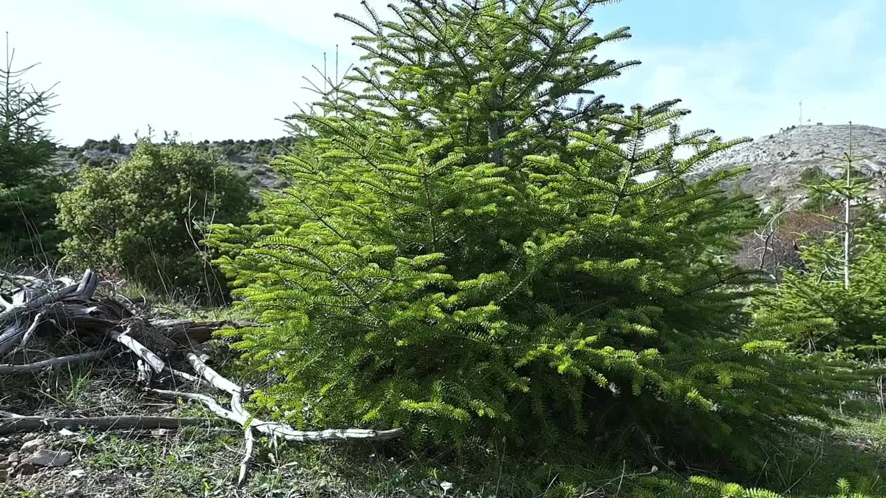相机的向后移动显示出一片长满了小枞树的田野。视频下载
