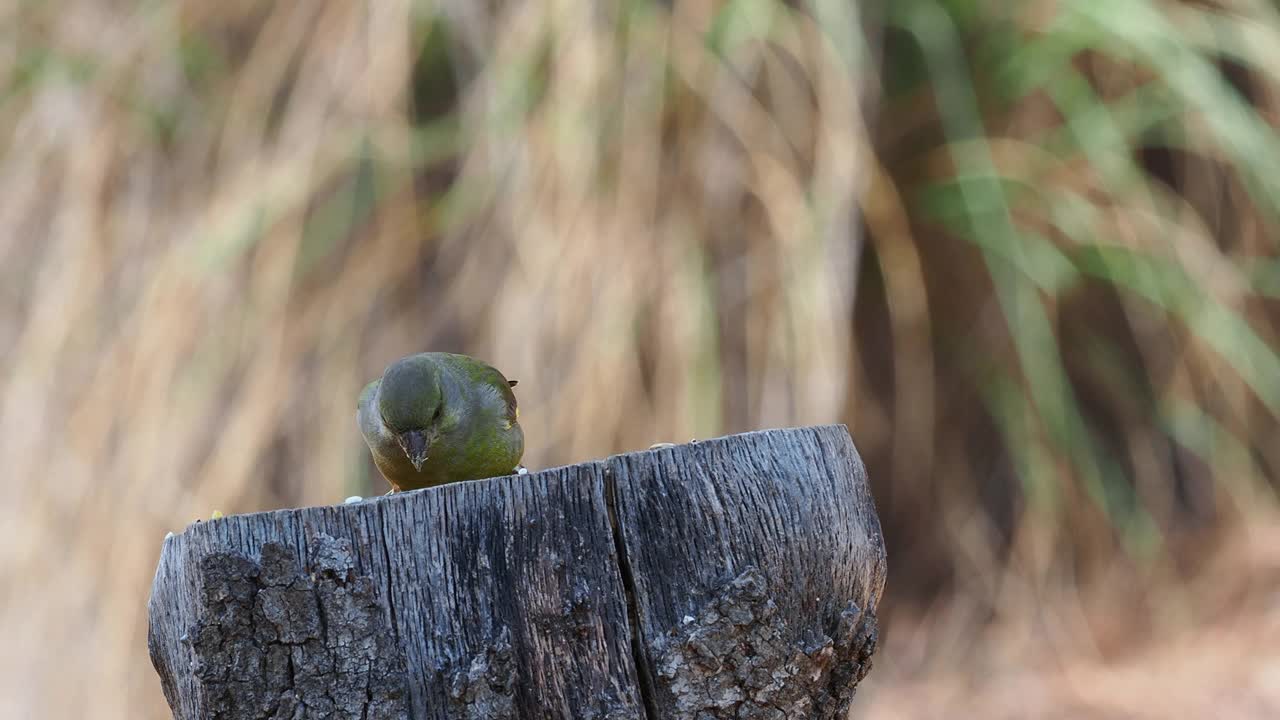 这是雄性欧洲绿雀的特写镜头，它正在田野里吃种子。视频下载