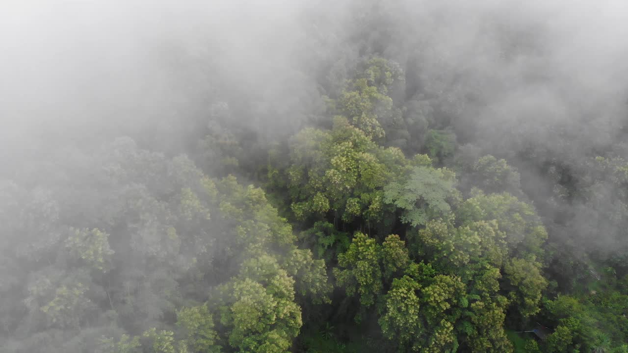 雨后的雨林丛林笼罩着薄雾。鸟瞰图的热带森林在山。一架无人机飞过热带雨林的树梢。视频素材