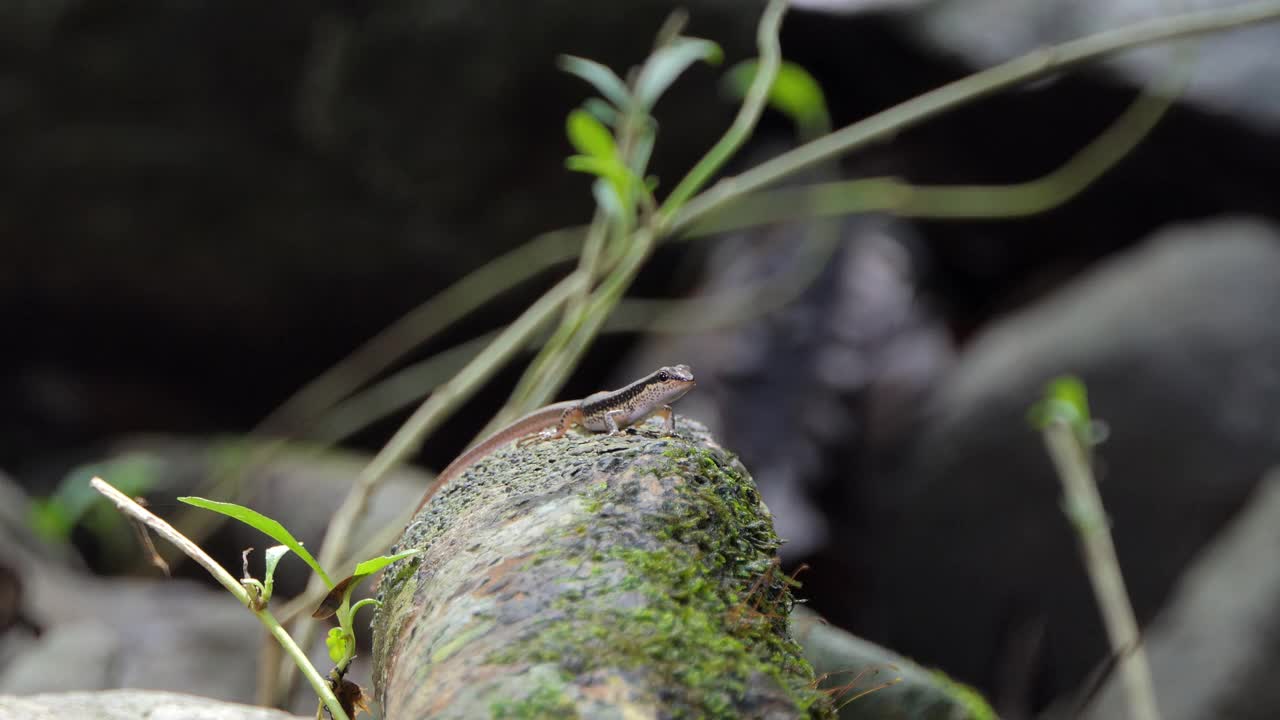 热带雨林中的斑点森林石龙子。视频下载