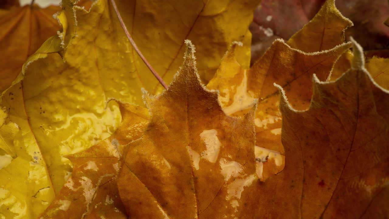 黄澄澄的枫叶上满是霜冻的秋霜，岁月流逝的霜冻生长在秋叶上视频下载