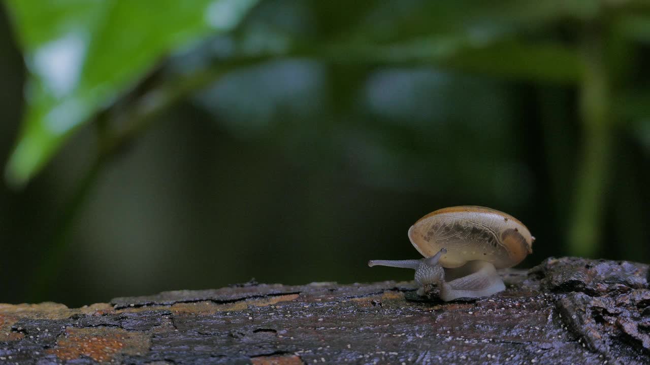 热带雨林中爬行在木材上的蜗牛。视频下载