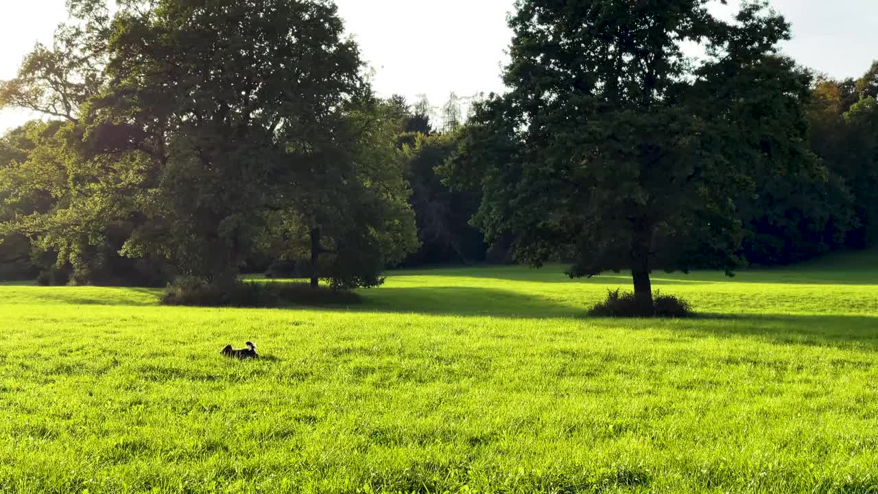 狗在郁郁葱葱的绿色田野里奔跑。视频下载