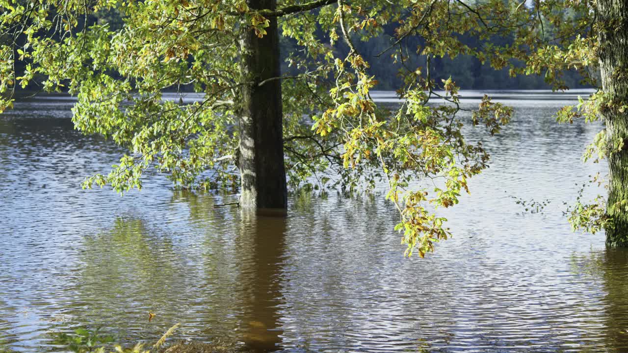 苏格兰一个湖旁的洪水泛滥地区的树木视频下载
