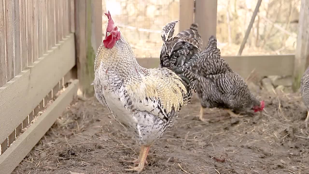 小公鸡与鸡围在篱笆外的股票照片视频素材