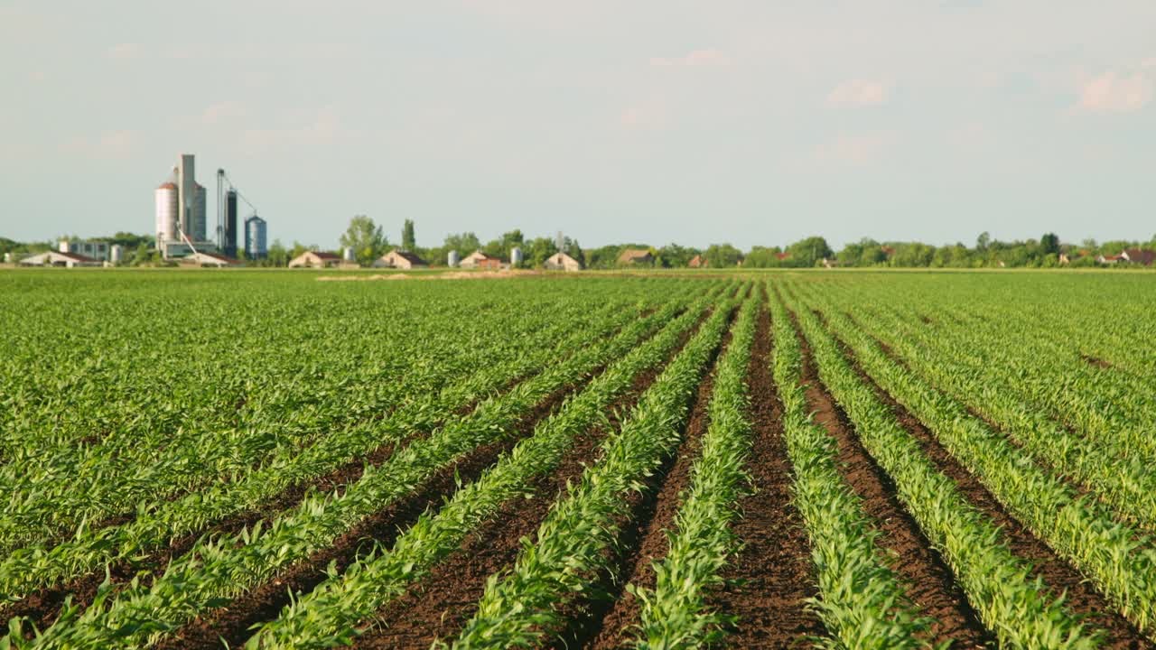绿色玉米玉米种植园在农业农场的农田。农业景观视频素材