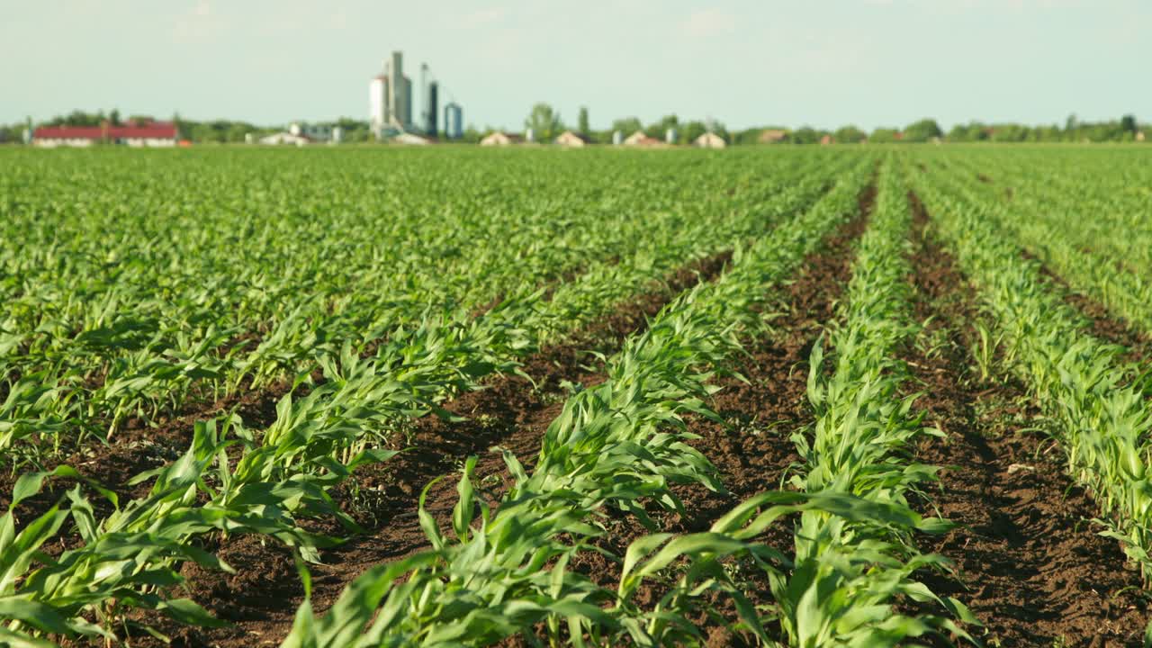 绿色玉米玉米种植园在农业农场的农田。农业景观视频素材
