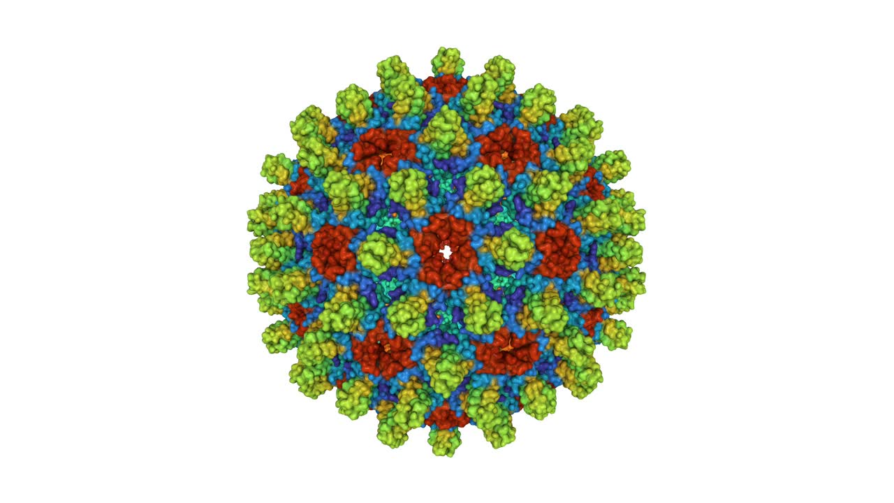 野生型乙型肝炎病毒衣壳的结构视频下载