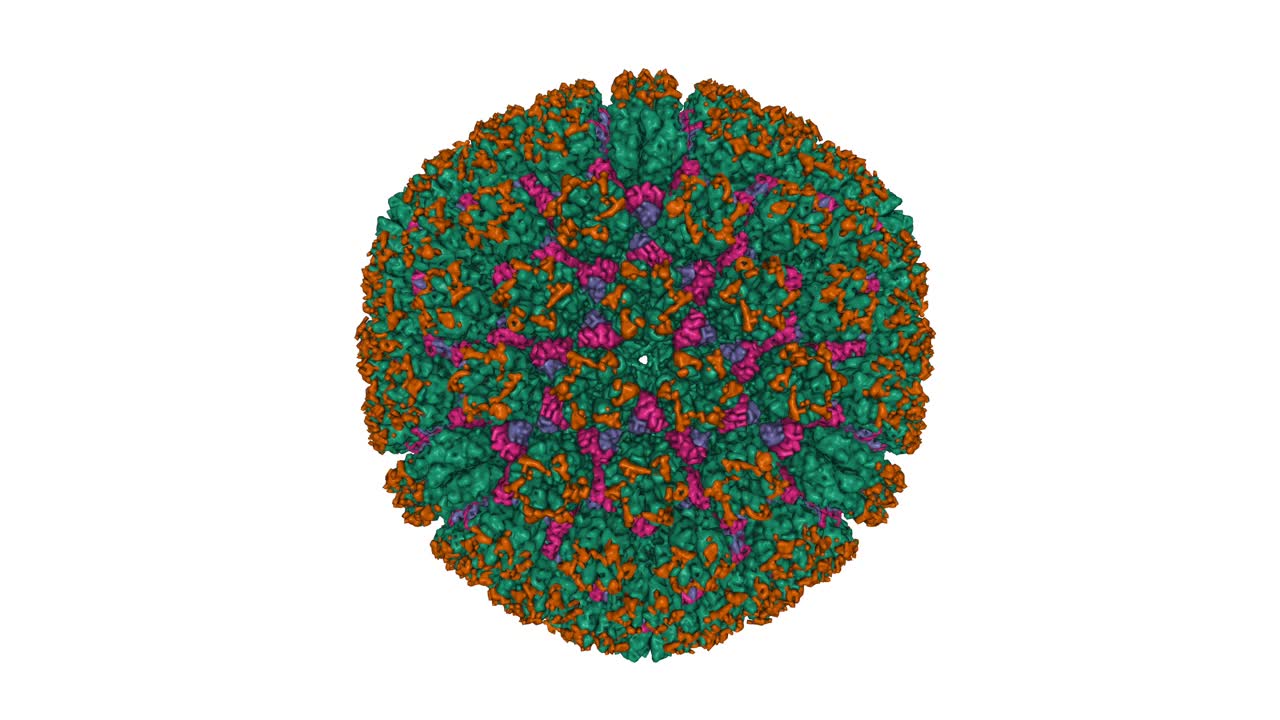 卡波西肉瘤相关疱疹病毒衣壳的冰冻电镜结构和原子模型视频下载