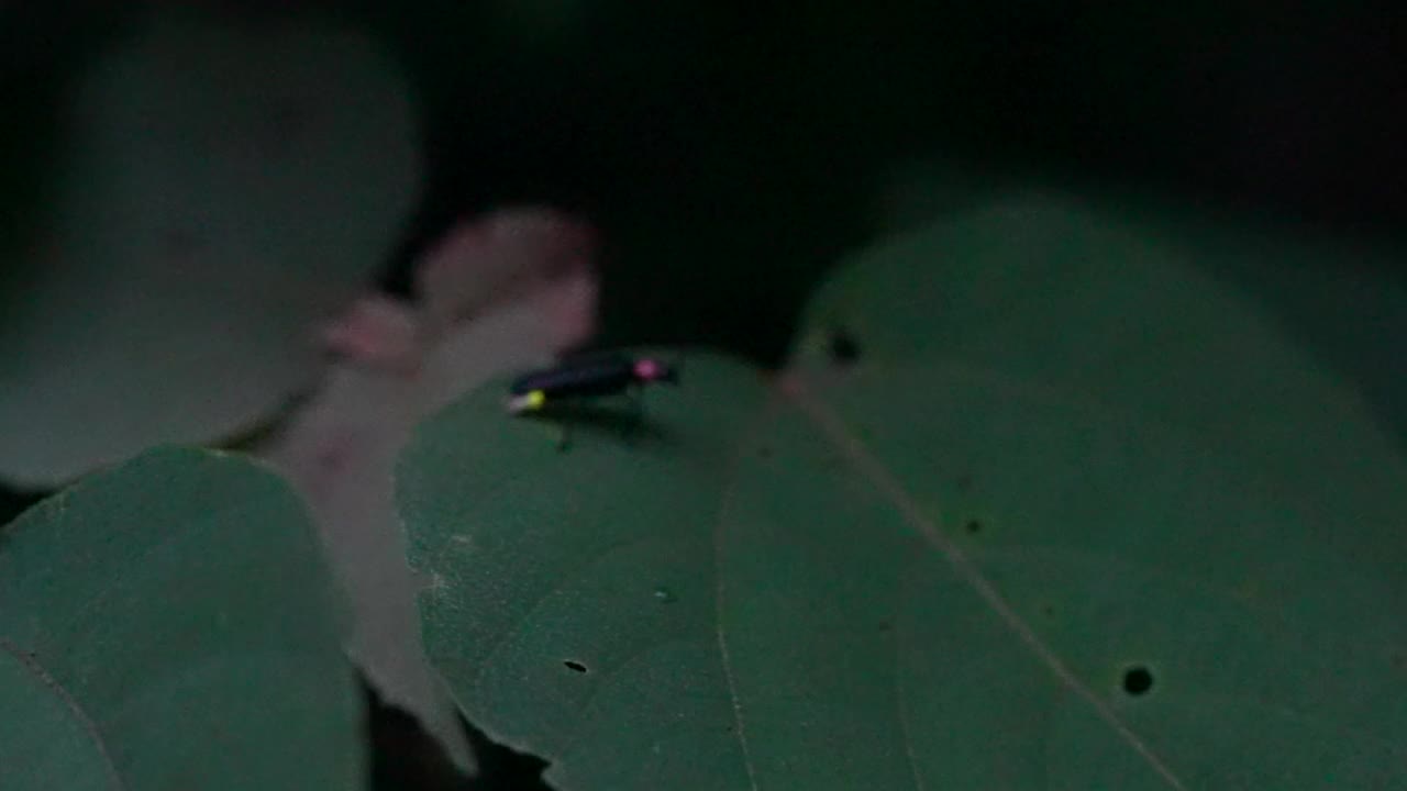 高灵敏度拍摄，闪烁的萤火虫，爱媛，日本视频下载