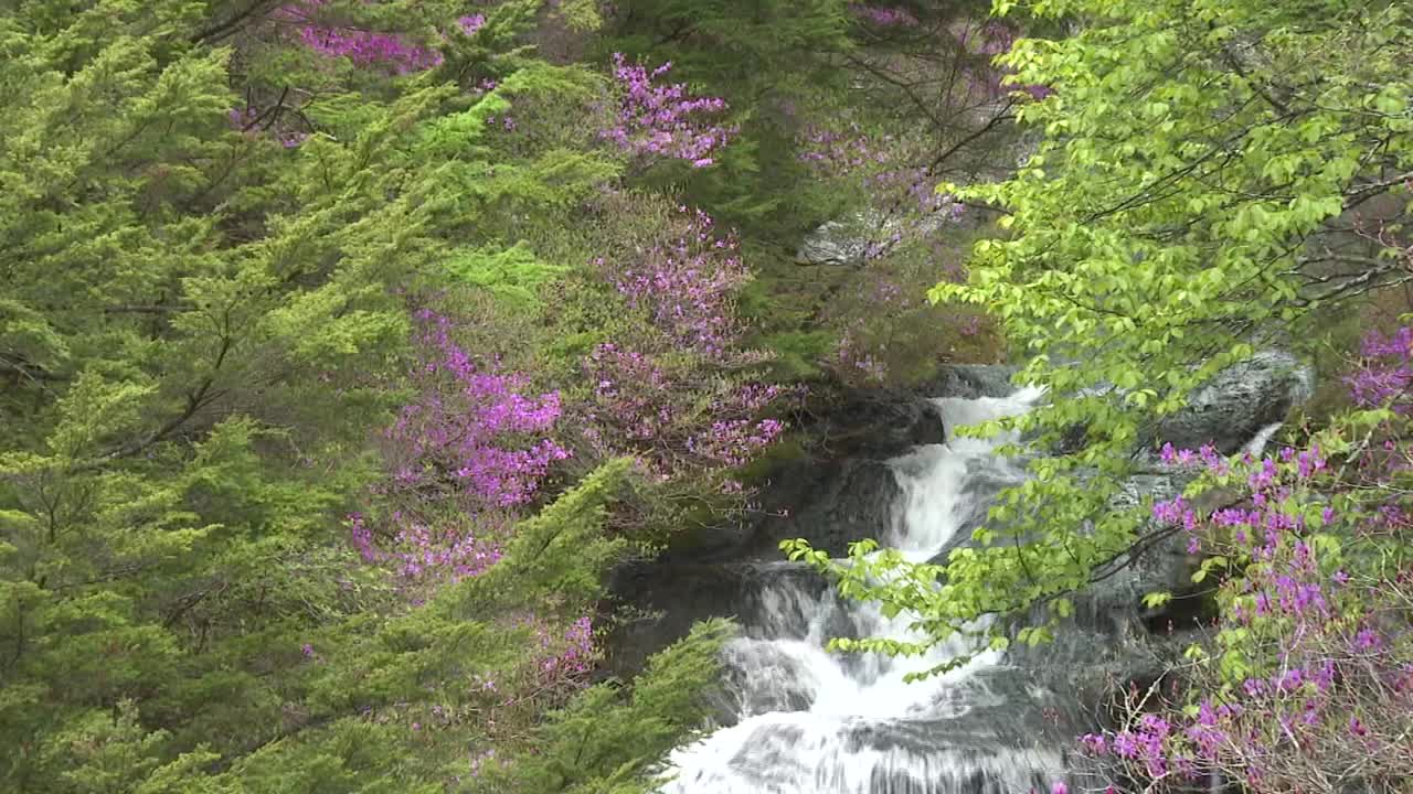 日本枥木县龙津瀑布边的杜鹃花视频下载