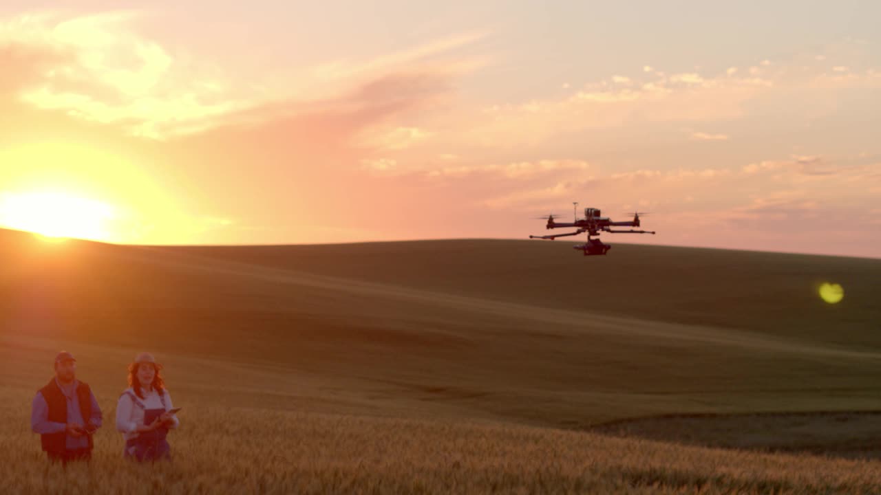 无人机检查小麦作物。视频下载